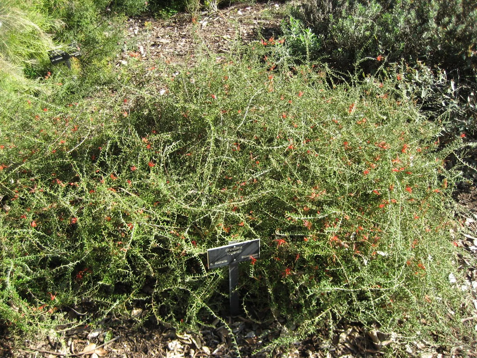 Lavender Grevillea (Grevillea Lavandulacea) — this plant is drought-resistant and thrives in well-drained soils