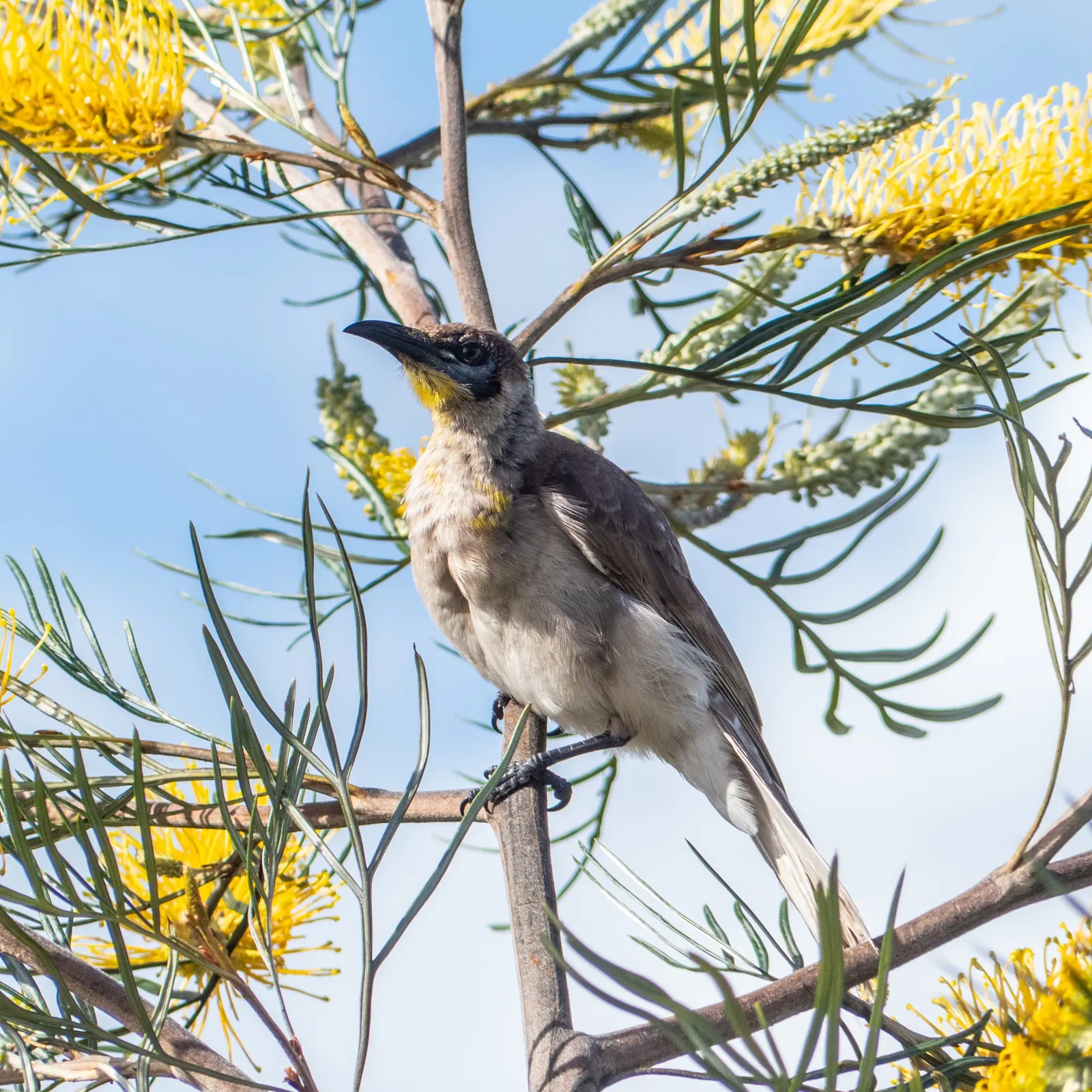 Lavender Grevillea (Grevillea Lavandulacea) — attracting pollinators such as bees and birds