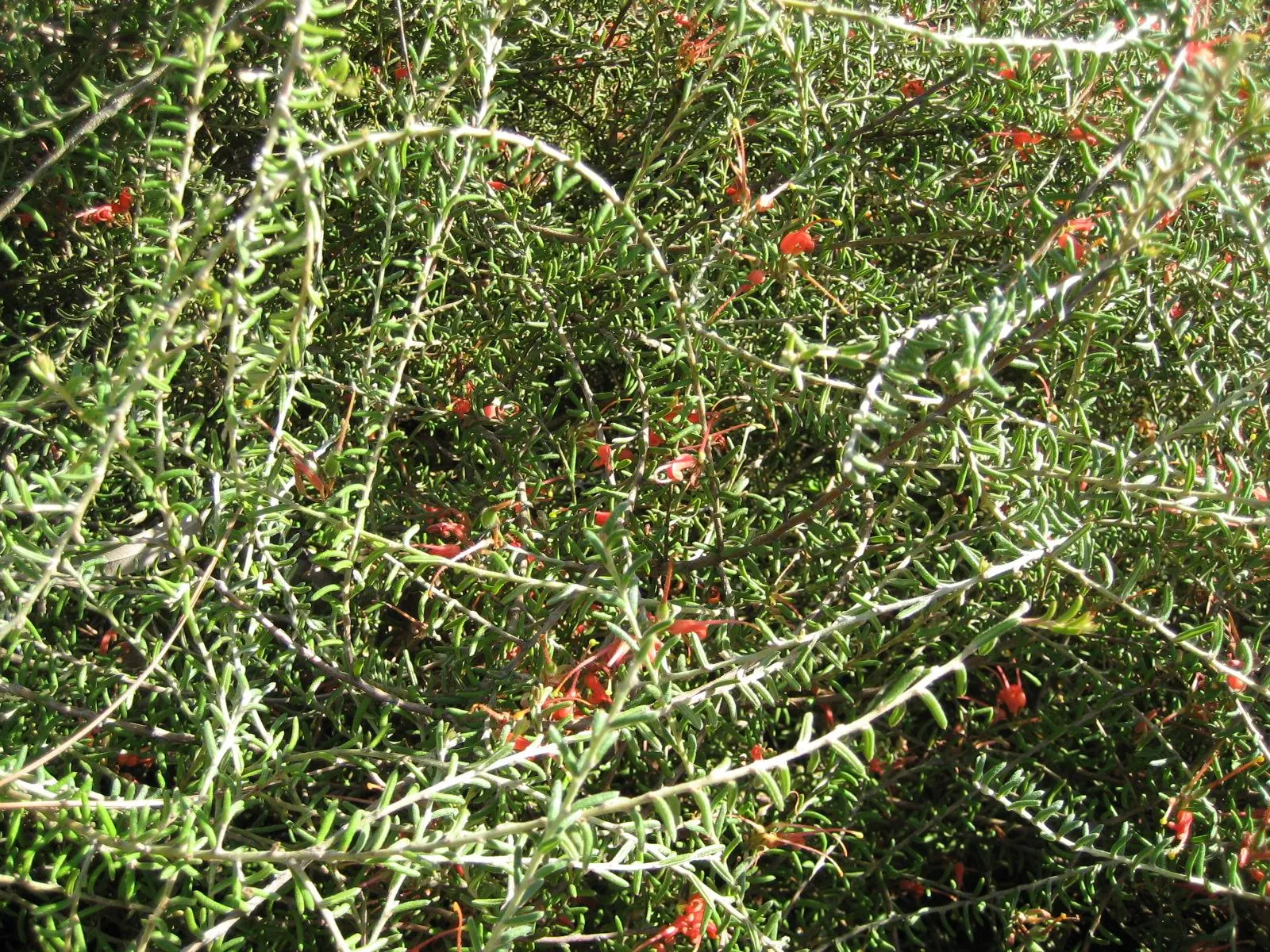 Lavender Grevillea (Grevillea Lavandulacea) — needle-like foliage and clusters of vibrant purple flowers resembling lavender