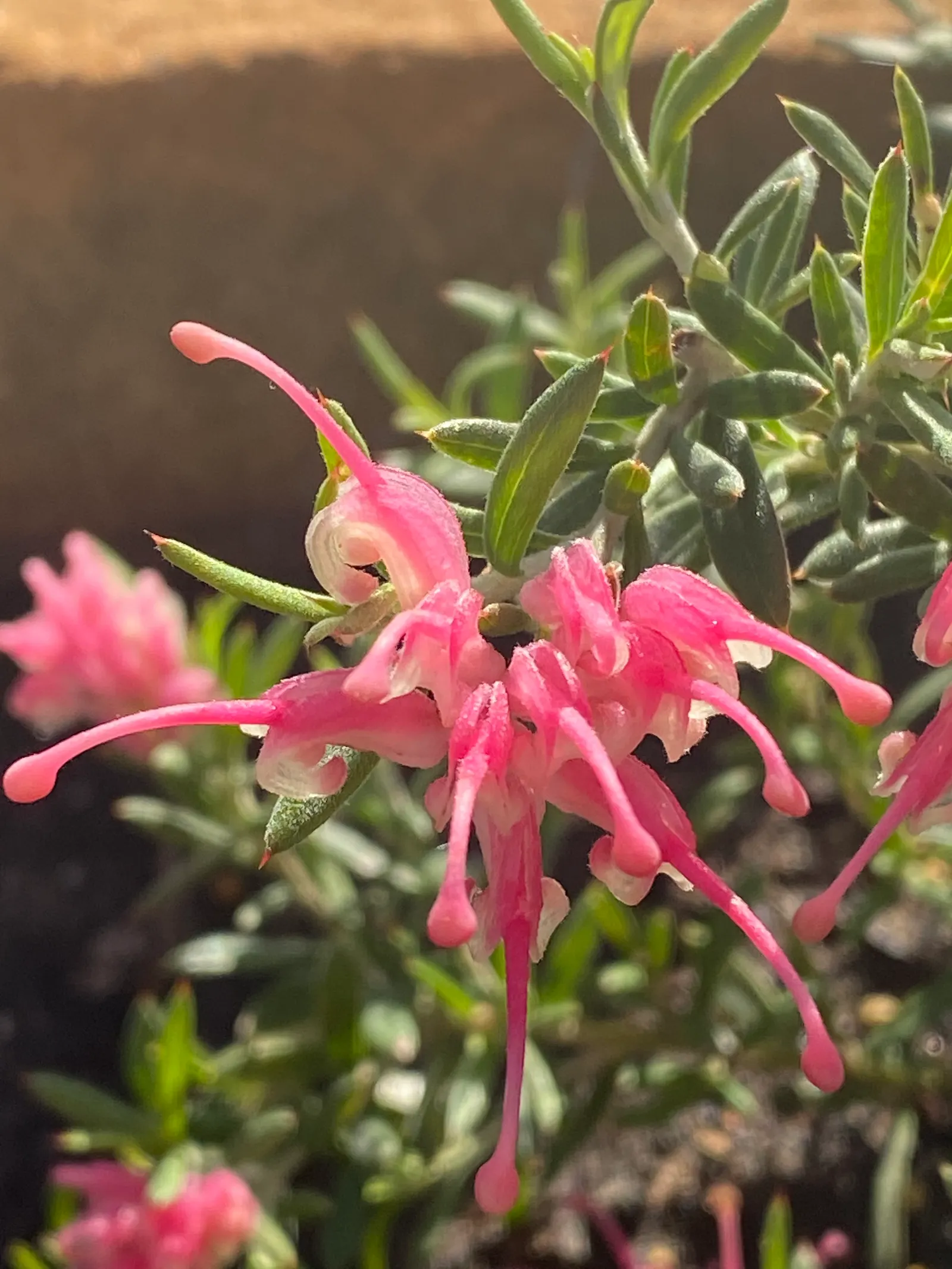 Lavender Grevillea (Grevillea Lavandulacea) — the Lavender Grevillea brings year-round texture to the garden