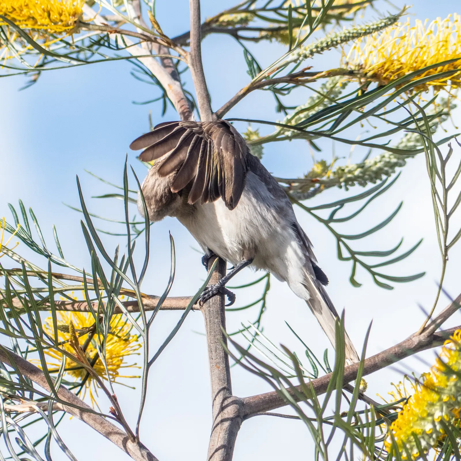 Lavender Grevillea (Grevillea Lavandulacea) — preferring full sun to partial shade conditions