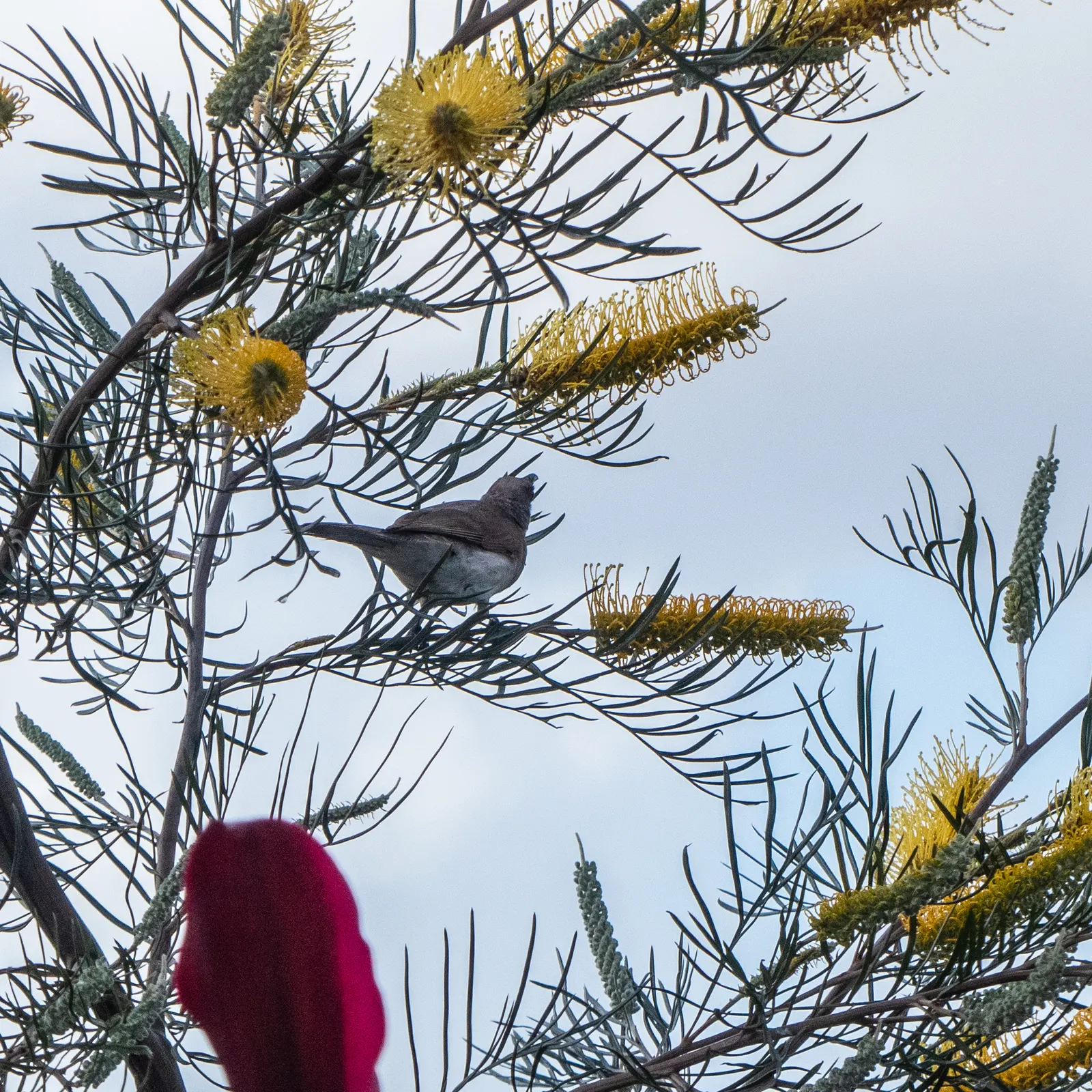 Lavender Grevillea (Grevillea Lavandulacea) — is a captivating evergreen shrub that is well-suited for adding a touch of elegance to any landscape design