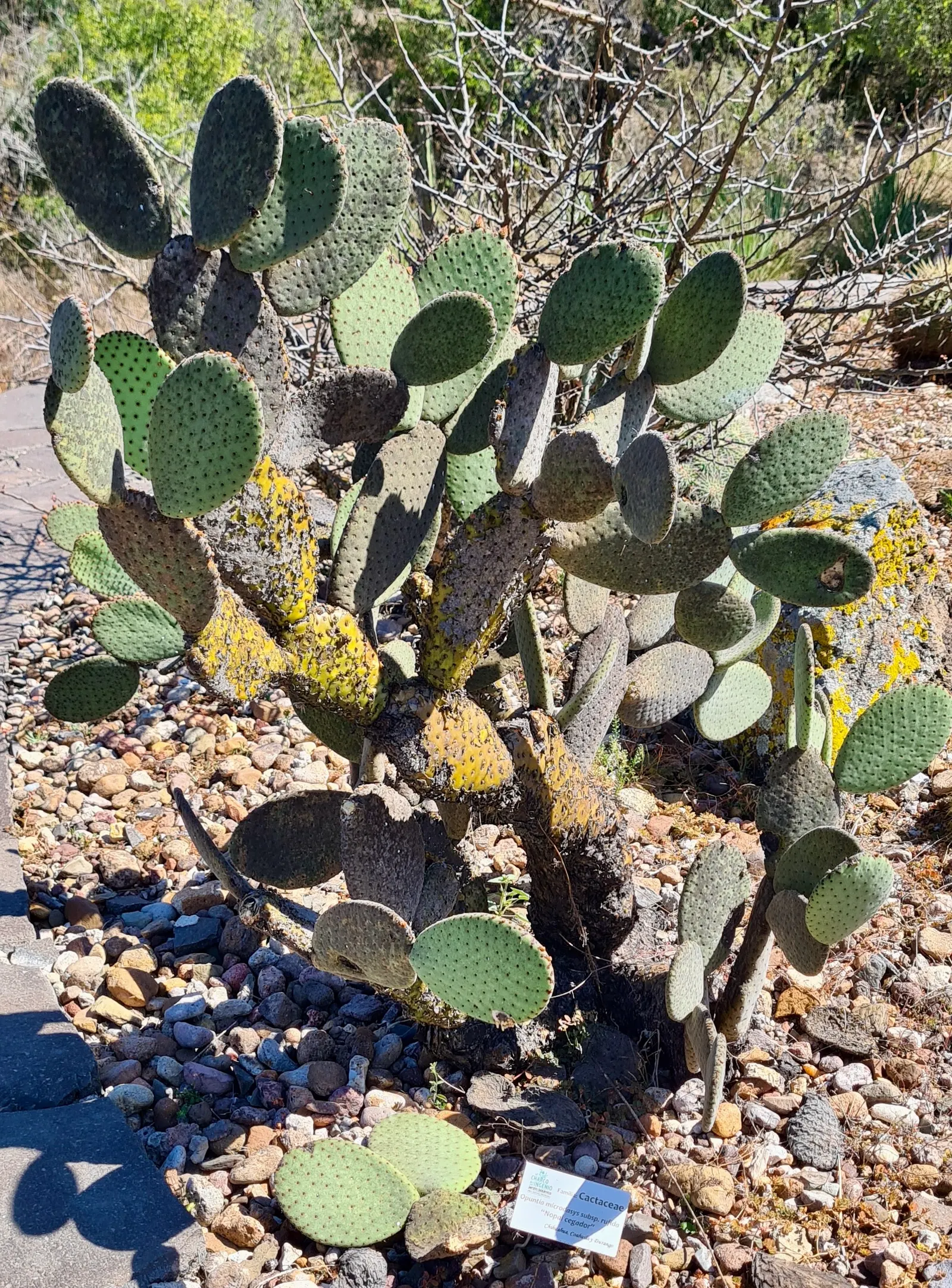 Yellow Bunny Ears, Goldplush Cactus (Opuntia Microdasys) — yellow flowers in the garden