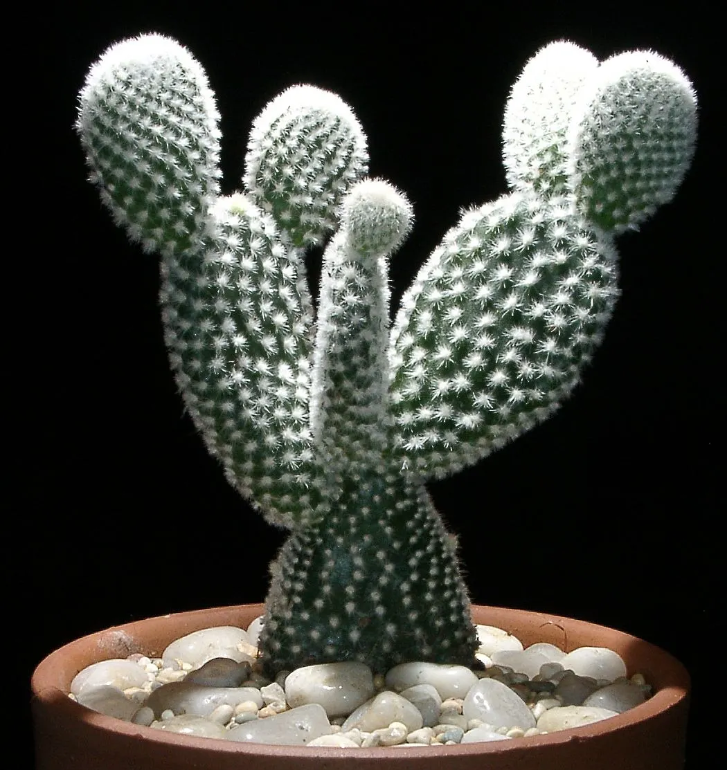Yellow Bunny Ears, Goldplush Cactus (Opuntia Microdasys) — is a prickly perennial cactus reaching 24 inches in height and spread; in spring, it may produce