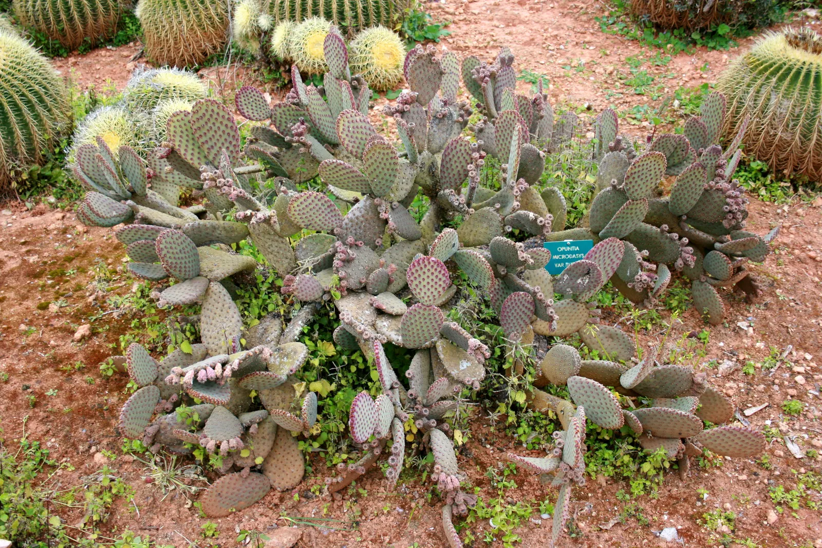 Yellow Bunny Ears, Goldplush Cactus (Opuntia Microdasys) — is a prickly perennial cactus reaching 24 inches in height and spread; in spring, it may, image 73