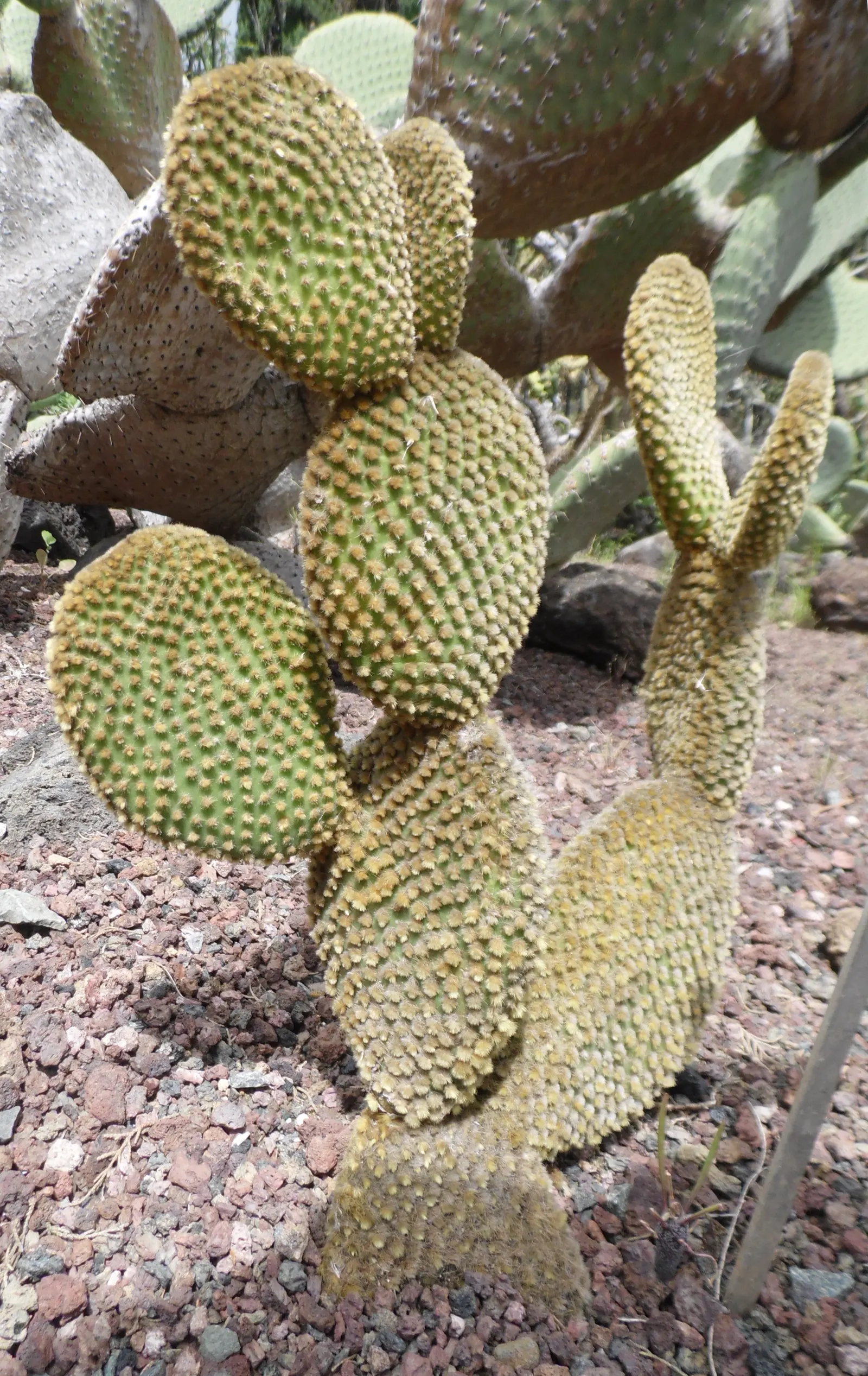 Yellow Bunny Ears, Goldplush Cactus (Opuntia Microdasys) — It is hardy in USDA zones 9 through 11 and displays a high tolerance for drought once, image 67