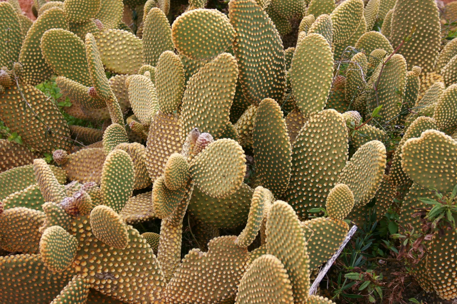 Yellow Bunny Ears, Goldplush Cactus (Opuntia Microdasys) — requiring minimal watering; handle with care to avoid irritating glochids, image 50