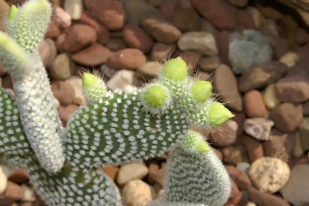 Yellow Bunny Ears, Goldplush Cactus (Opuntia Microdasys) — Requiring full sun, it thrives in well-draining sandy soil; cactus / shrub / succulent for full or