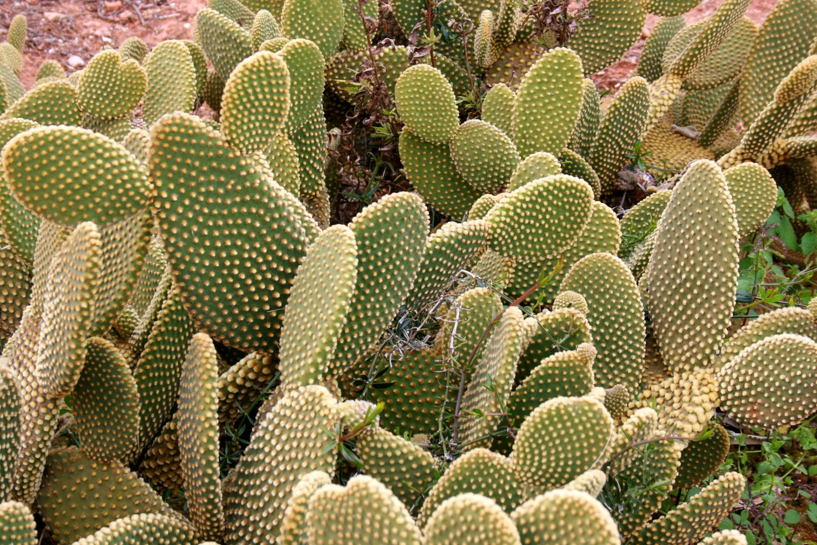 Yellow Bunny Ears, Goldplush Cactus (Opuntia Microdasys) — In spring, it may produce yellow flowers