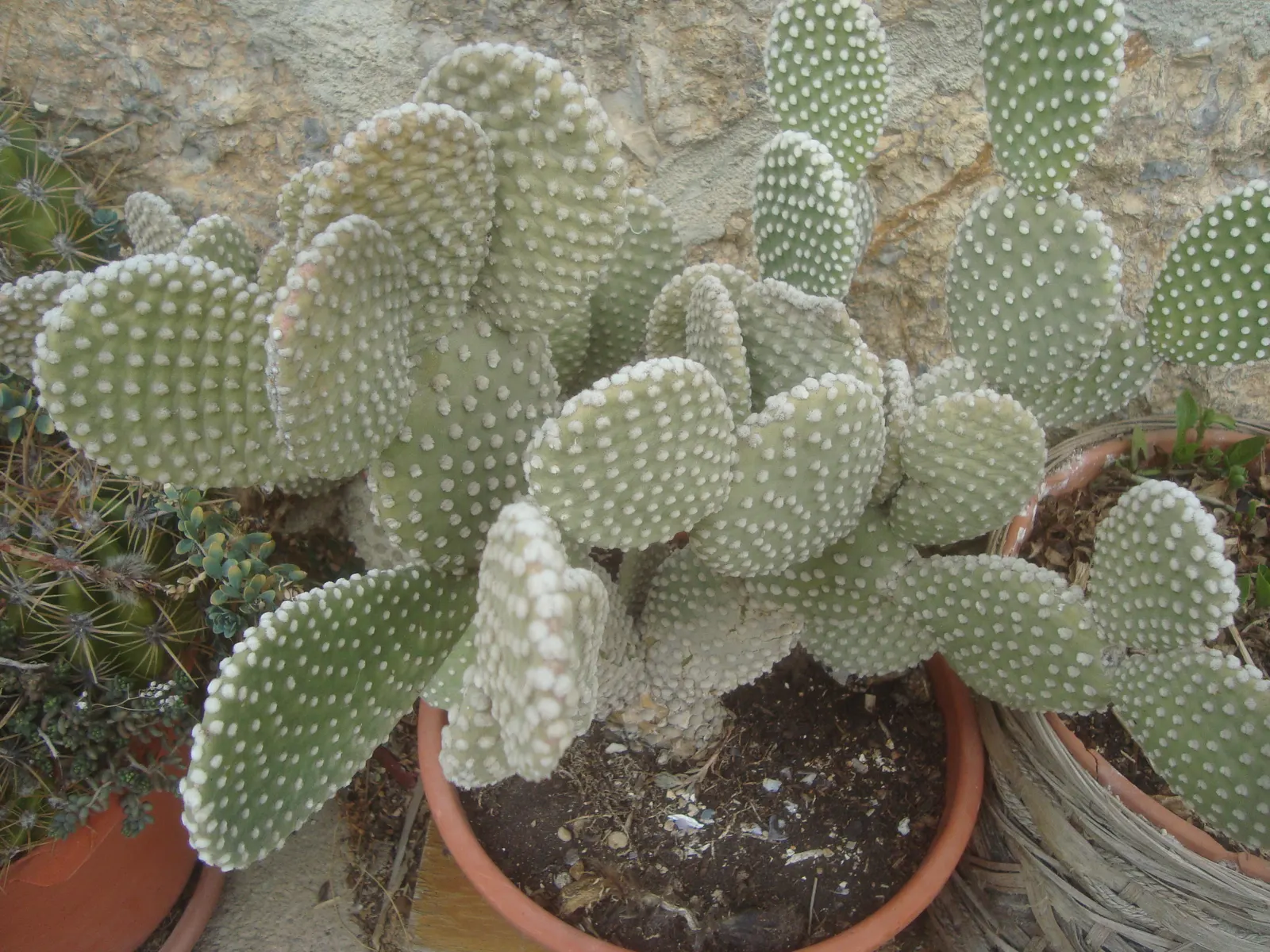Yellow Bunny Ears, Goldplush Cactus (Opuntia Microdasys) — cactus / shrub / succulent with yellow blooms; colloquially known as the Yellow Bunny Ears or