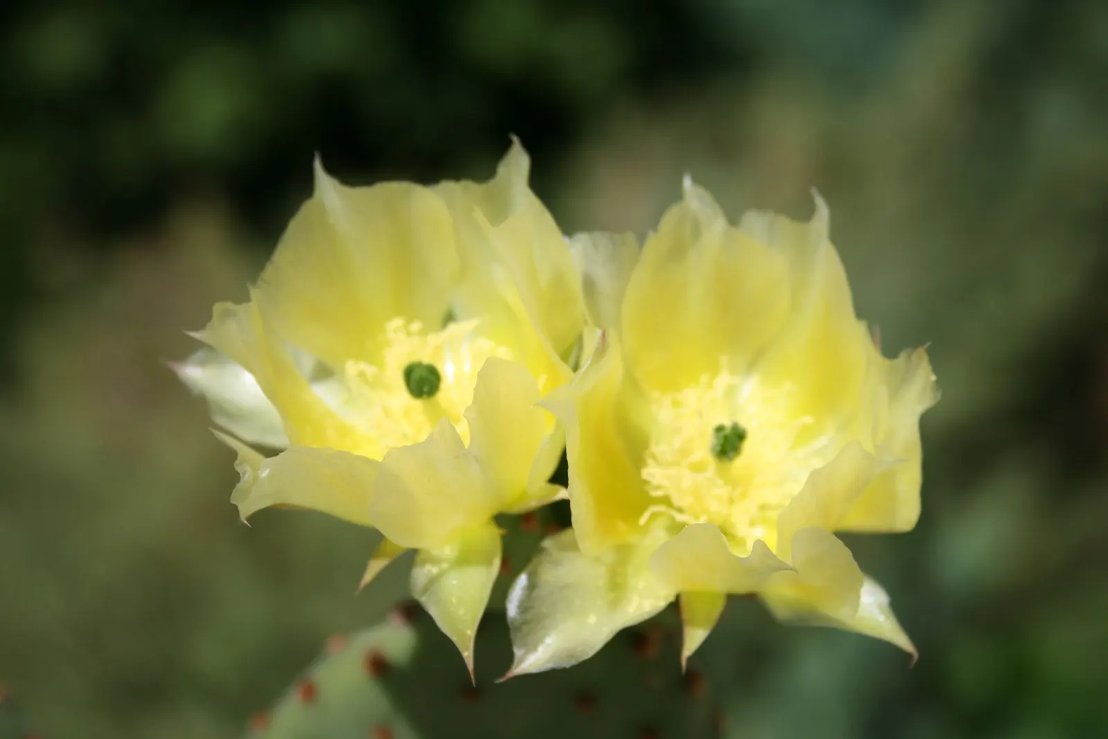 Yellow Bunny Ears, Goldplush Cactus (Opuntia Microdasys) — is a prickly perennial cactus reaching 24 inches in height and spread; in spring, it may, image 37