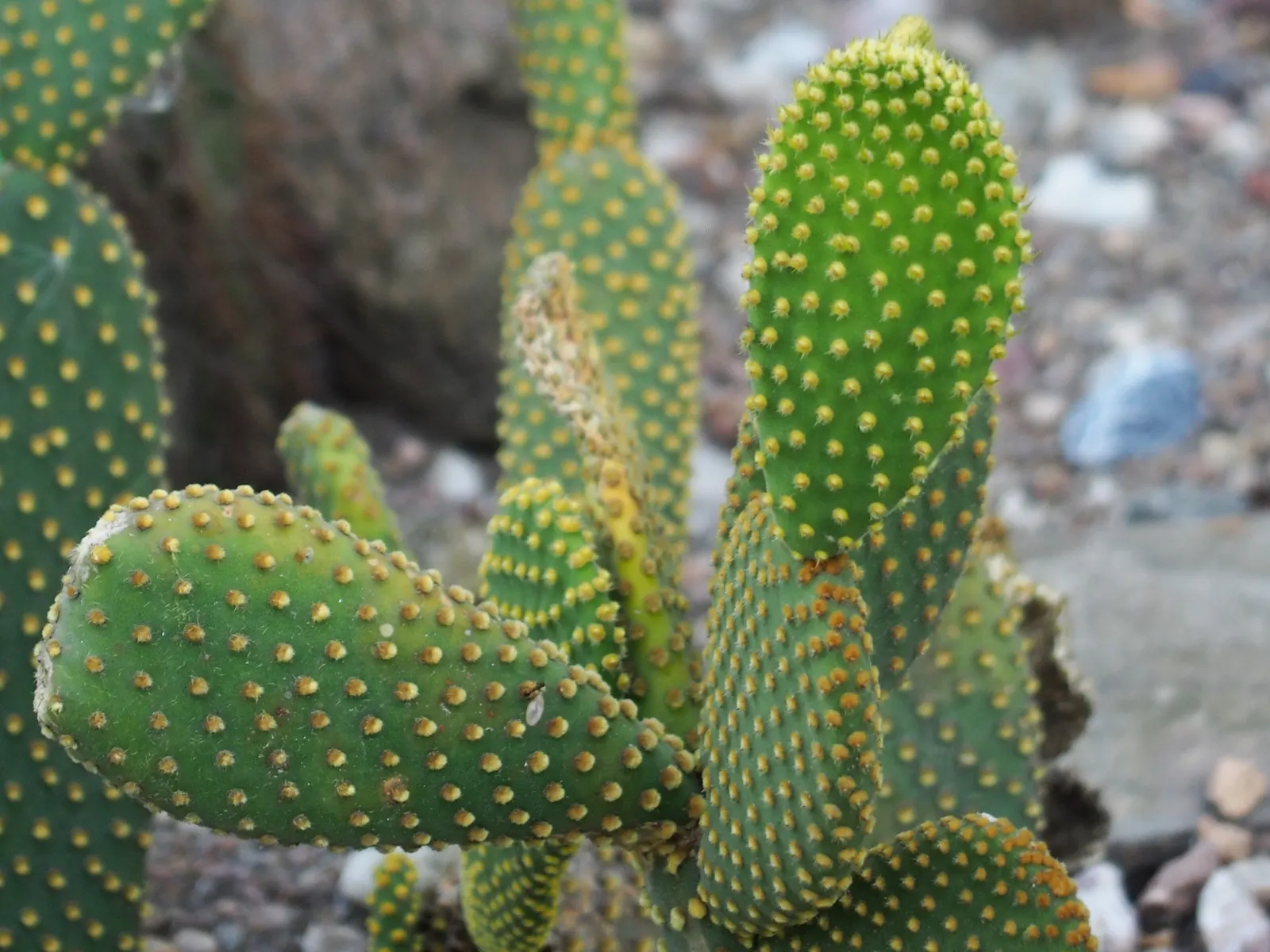 Yellow Bunny Ears, Goldplush Cactus (Opuntia Microdasys) — Handle with care to avoid irritating glochids; requiring minimal watering, image 59