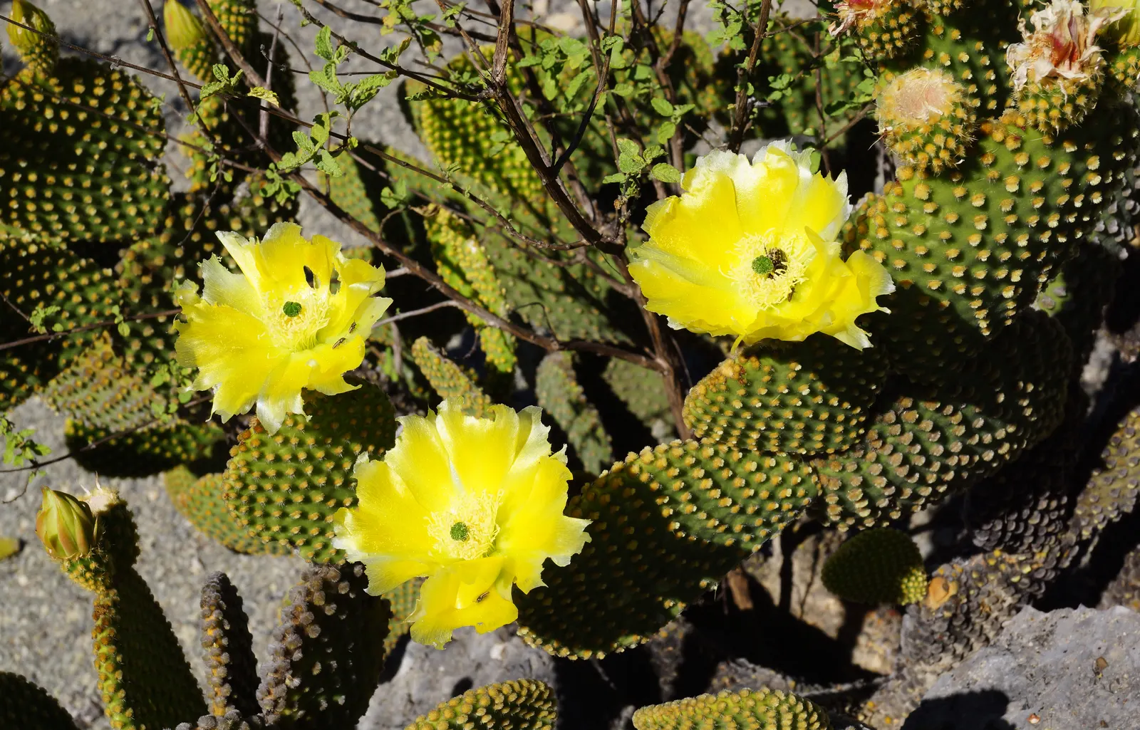 Yellow Bunny Ears, Goldplush Cactus (Opuntia Microdasys) — While it does not typically produce flowers; making it suitable for regions that, image 51