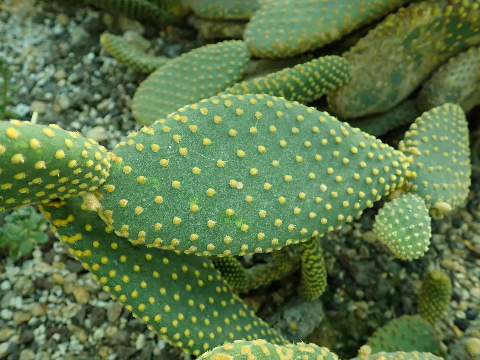 Yellow Bunny Ears, Goldplush Cactus (Opuntia Microdasys) — In spring, it may produce yellow flowers; hardy in USDA zones 9 to 11, image 40
