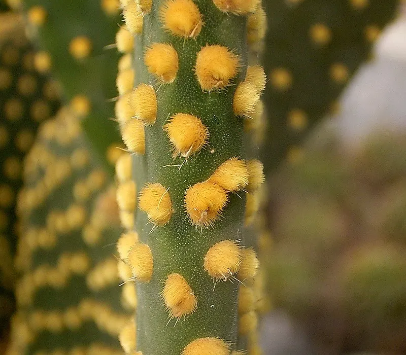 Yellow Bunny Ears, Goldplush Cactus (Opuntia Microdasys) — barbed bristles that easily detach and can irritate the skin upon contact; its pad-like stems