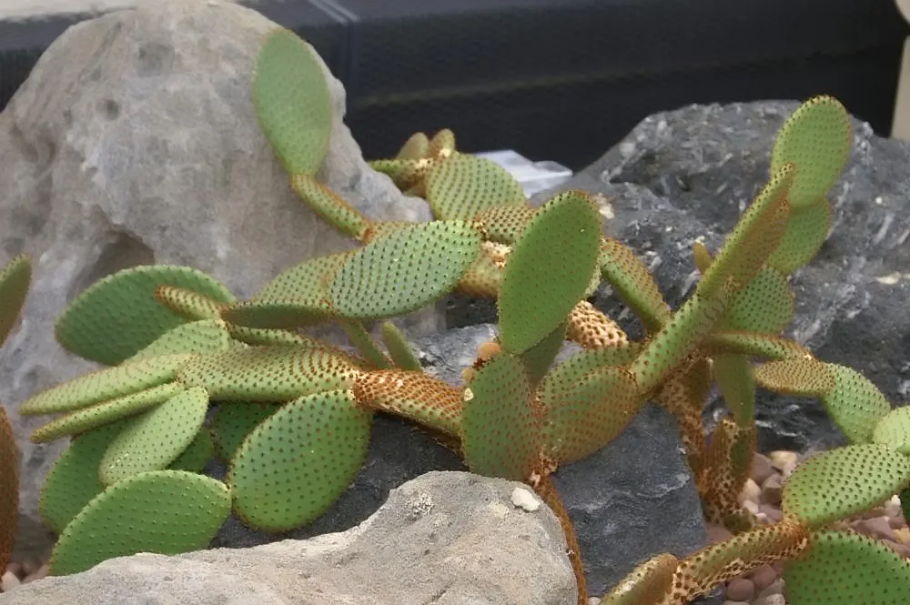 Yellow Bunny Ears, Goldplush Cactus (Opuntia Microdasys) — It is hardy in USDA zones 9 through 11 and displays a high tolerance for drought once established