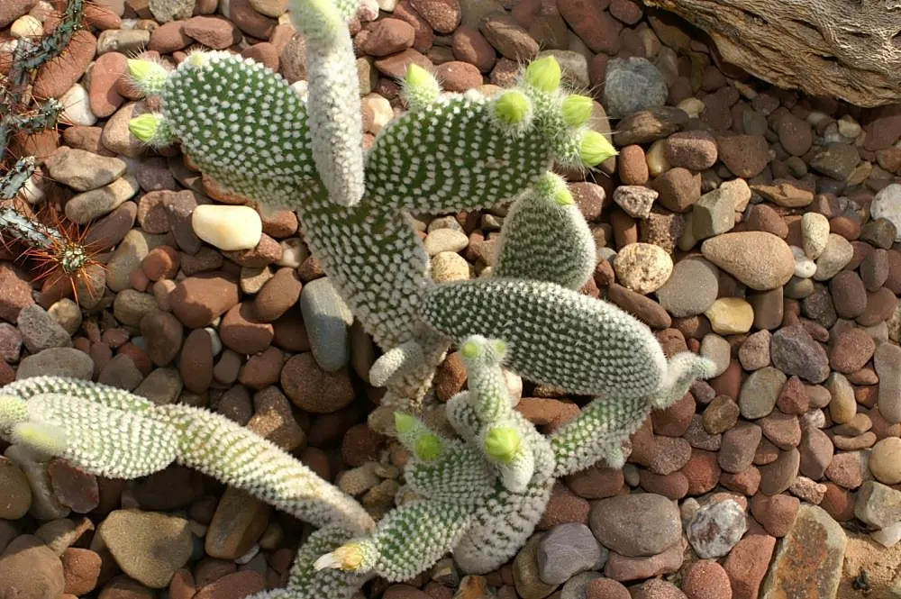 Yellow Bunny Ears, Goldplush Cactus (Opuntia Microdasys) — Hardy in USDA zones 9 to 11