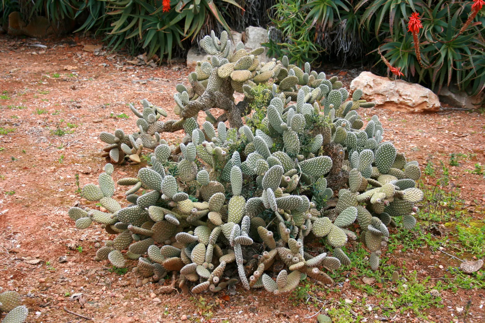Yellow Bunny Ears, Goldplush Cactus (Opuntia Microdasys) — Characterized by its pad-like stems