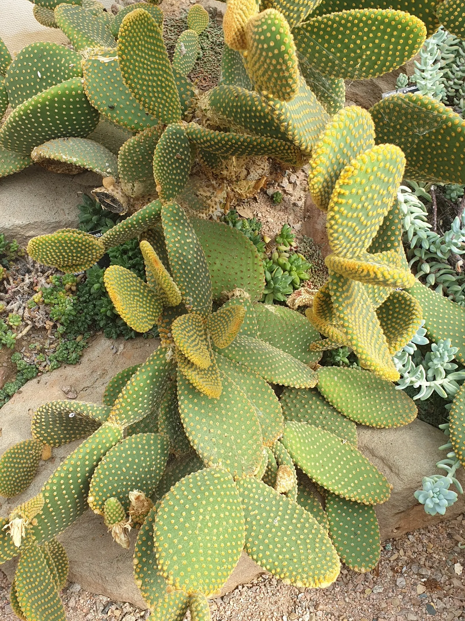 Yellow Bunny Ears, Goldplush Cactus (Opuntia Microdasys) — yellow flowers in the garden; is a prickly perennial cactus reaching 24 inches in height and spread