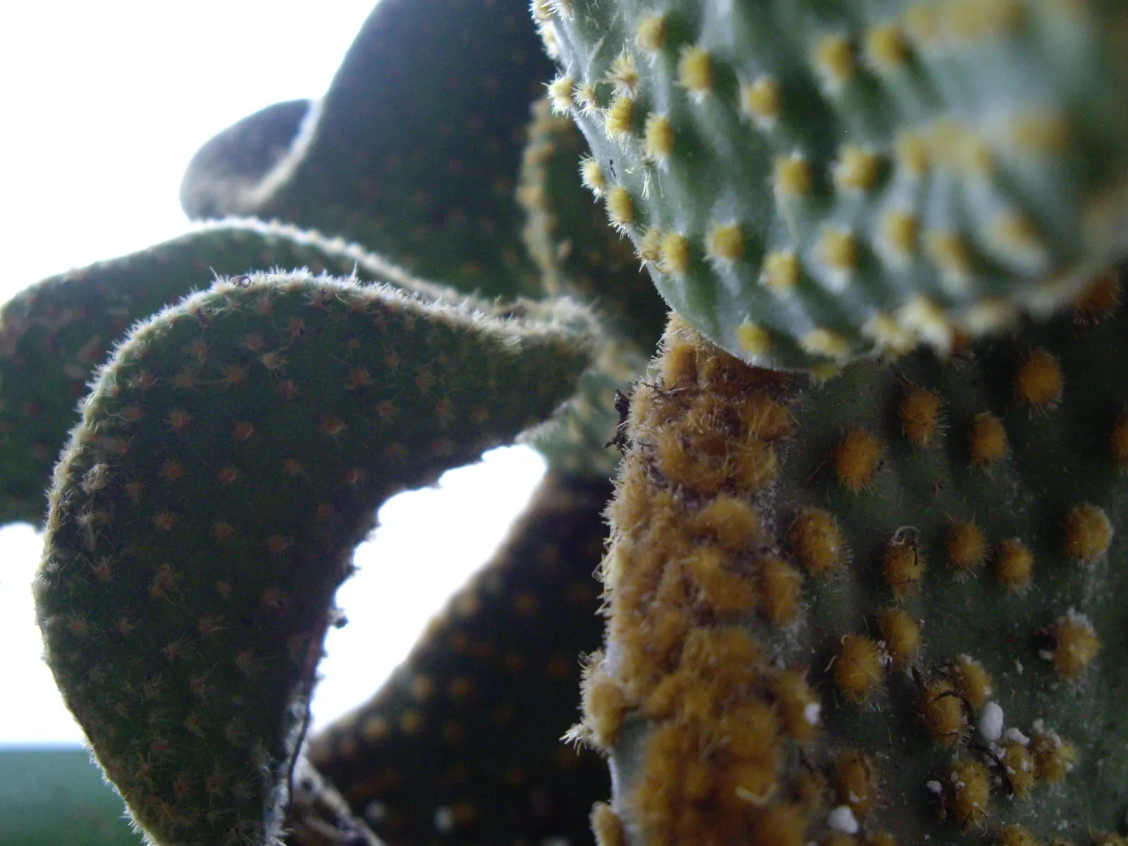 Yellow Bunny Ears, Goldplush Cactus (Opuntia Microdasys) — making it suitable for regions that experience hot and arid conditions; characterized by its
