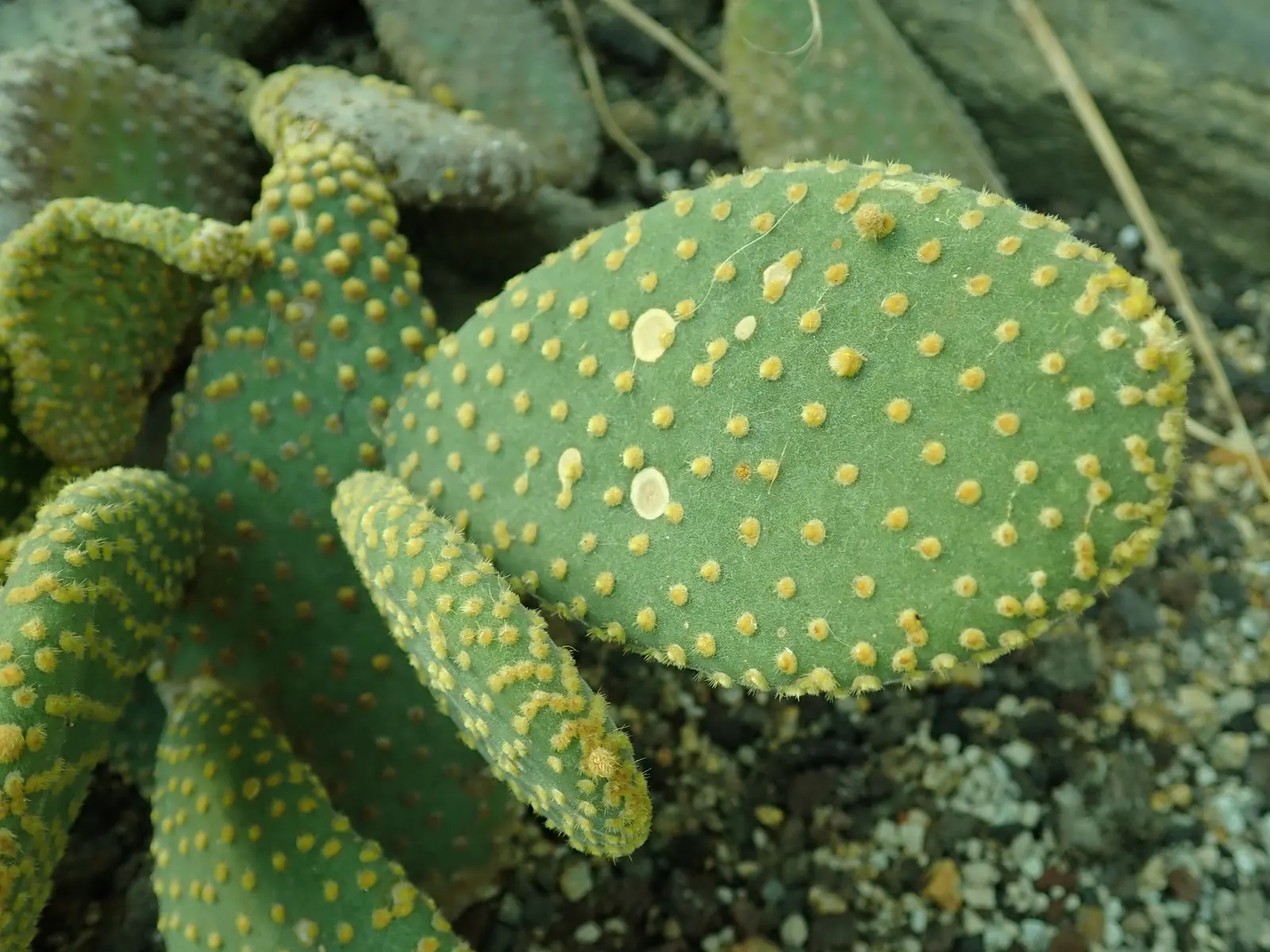 Yellow Bunny Ears, Goldplush Cactus (Opuntia Microdasys) — cactus / shrub / succulent with yellow blooms
