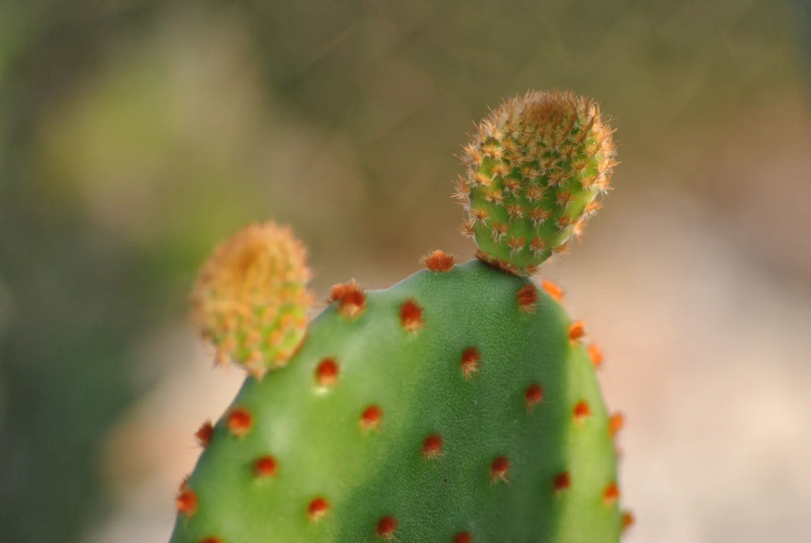 Yellow Bunny Ears, Goldplush Cactus (Opuntia Microdasys) — is a prickly perennial cactus reaching 24 inches in height and spread; in spring, it may, image 55