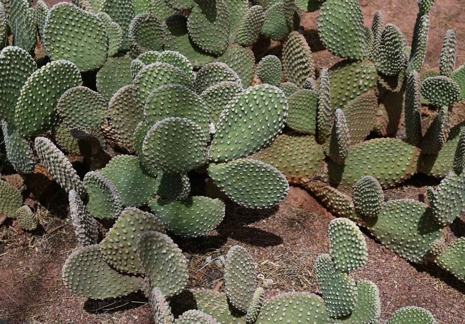 Yellow Bunny Ears, Goldplush Cactus (Opuntia Microdasys) — yellow flowers in the garden; is a prickly perennial cactus reaching 24 inches in height, image 52
