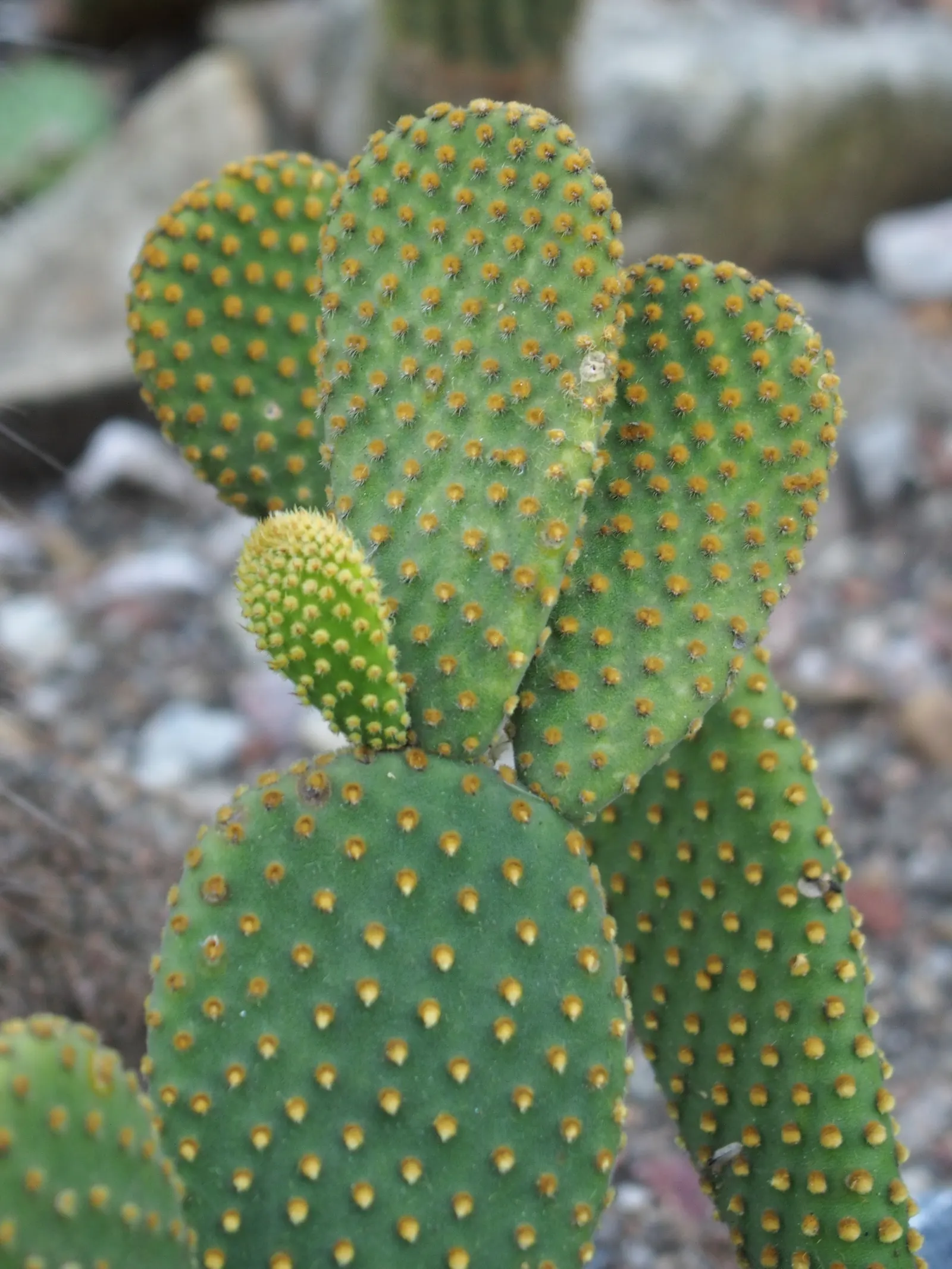 Yellow Bunny Ears, Goldplush Cactus (Opuntia Microdasys) — Characterized by its pad-like stems; ideal for xeriscapes, rock gardens, or as a potted, image 81
