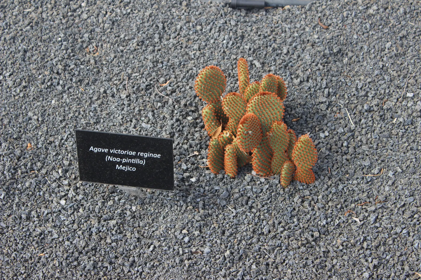 Yellow Bunny Ears, Goldplush Cactus (Opuntia Microdasys) — Requiring full sun, it thrives in well-draining sandy soil; cactus / shrub / succulent, image 39