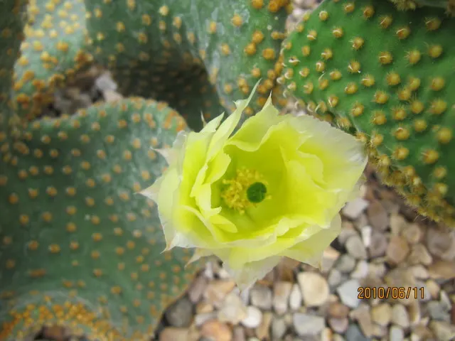 Yellow Bunny Ears, Goldplush Cactus (Opuntia Microdasys) — this cactus grows in a branching; it is hardy in USDA zones 9 through 11 and displays a, image 46