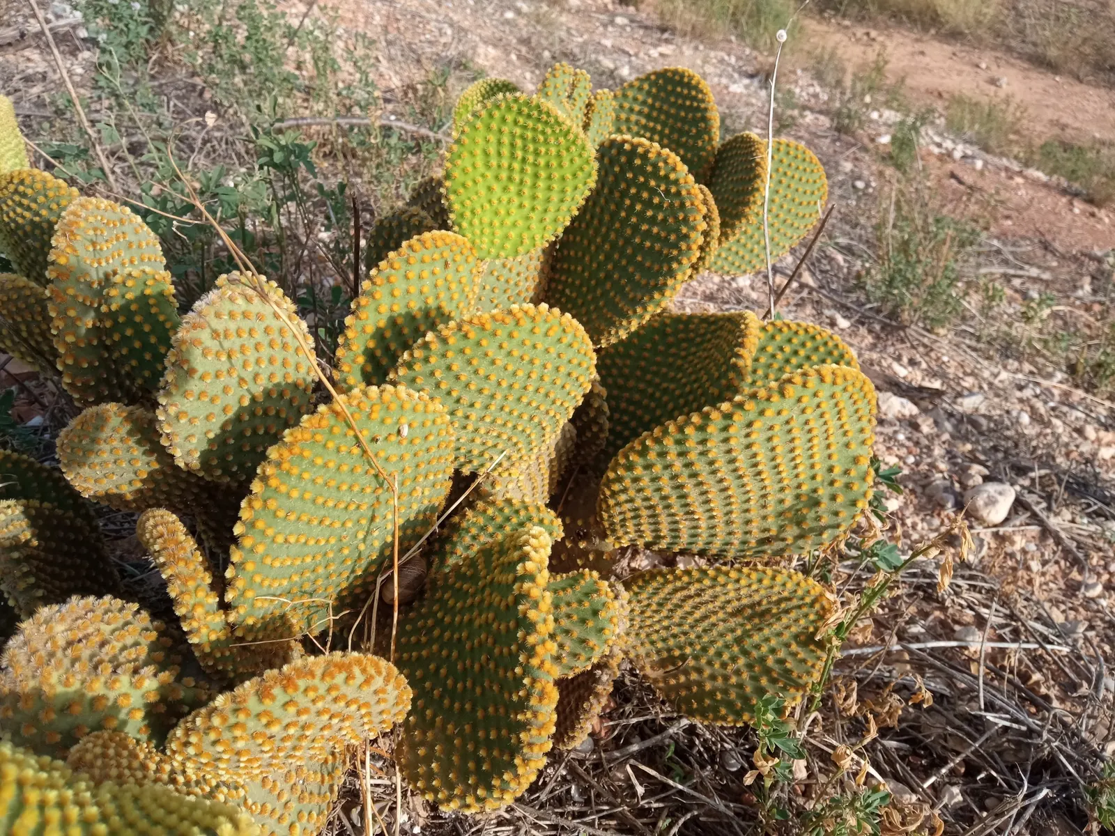 Yellow Bunny Ears, Goldplush Cactus (Opuntia Microdasys) — In spring, it may produce yellow flowers; hardy in USDA zones 9 to 11, image 58