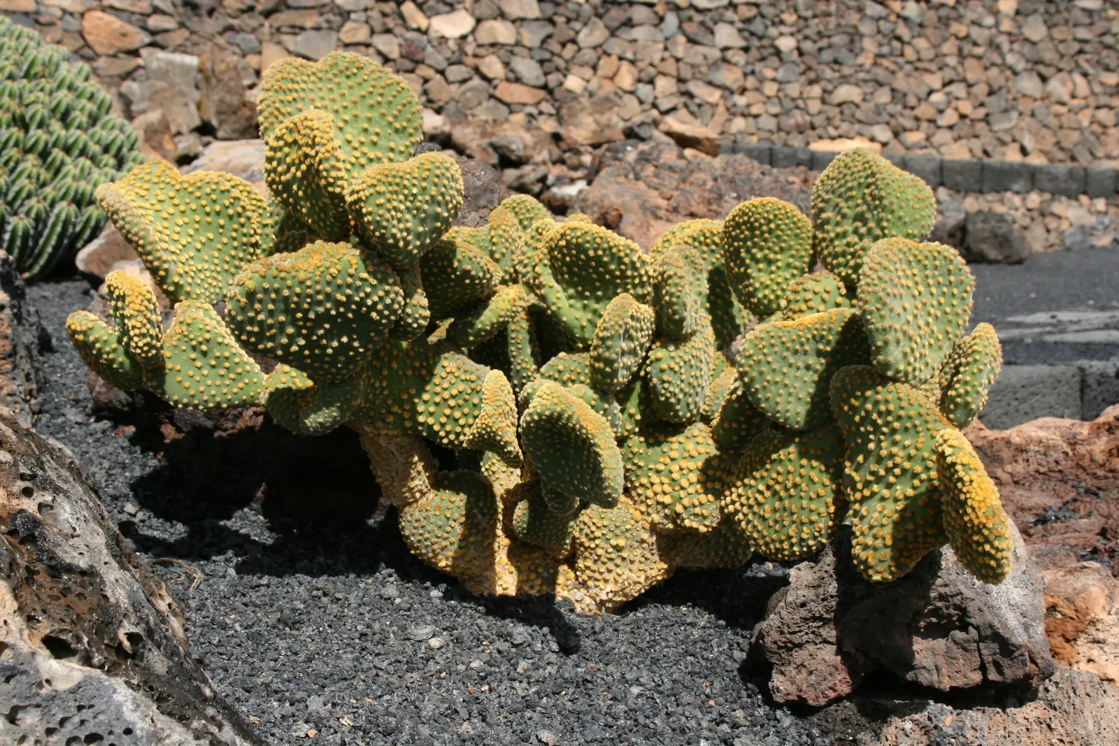 Yellow Bunny Ears, Goldplush Cactus (Opuntia Microdasys) — this cactus grows in a branching; it is hardy in USDA zones 9 through 11 and displays a, image 64