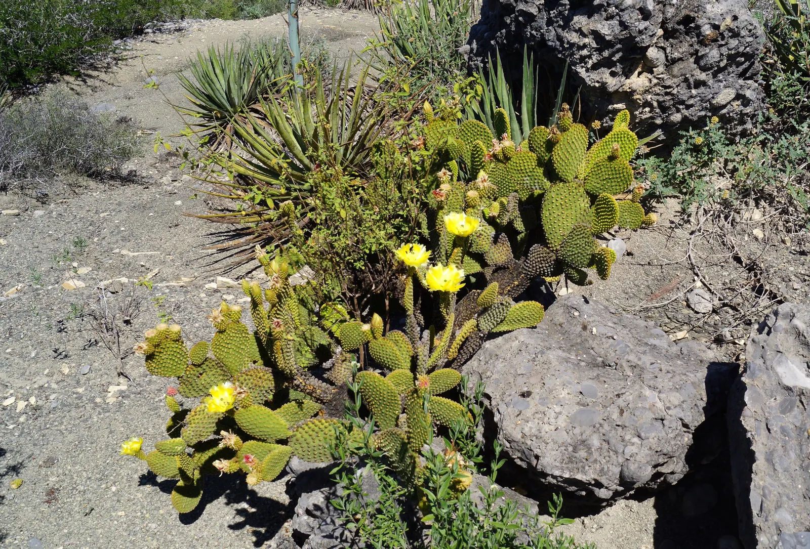 Yellow Bunny Ears, Goldplush Cactus (Opuntia Microdasys) — cactus / shrub / succulent for full or half; while it does not typically produce flowers, image 72