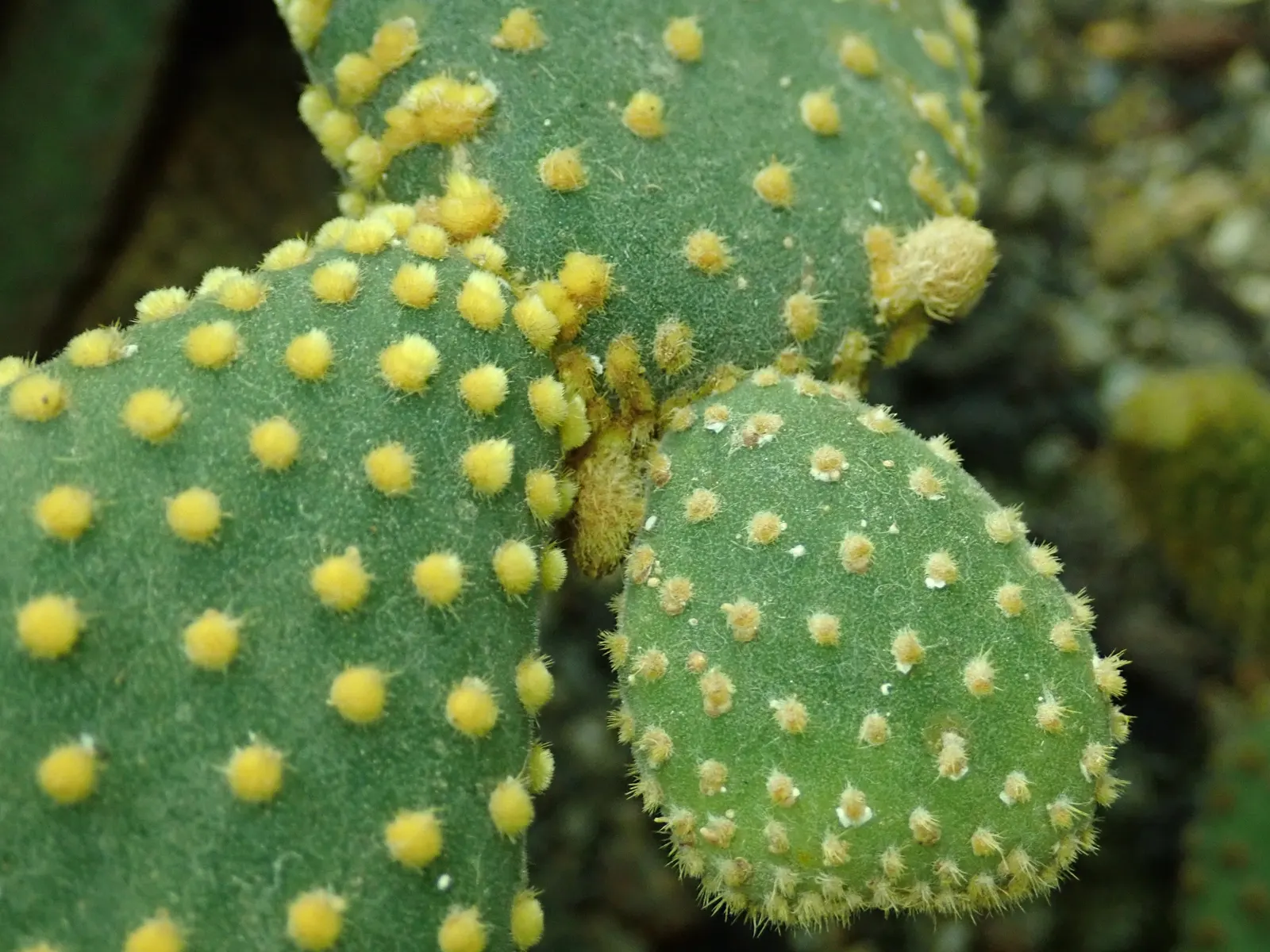 Yellow Bunny Ears, Goldplush Cactus (Opuntia Microdasys) — In spring, it may produce yellow flowers; hardy in USDA zones 9 to 11
