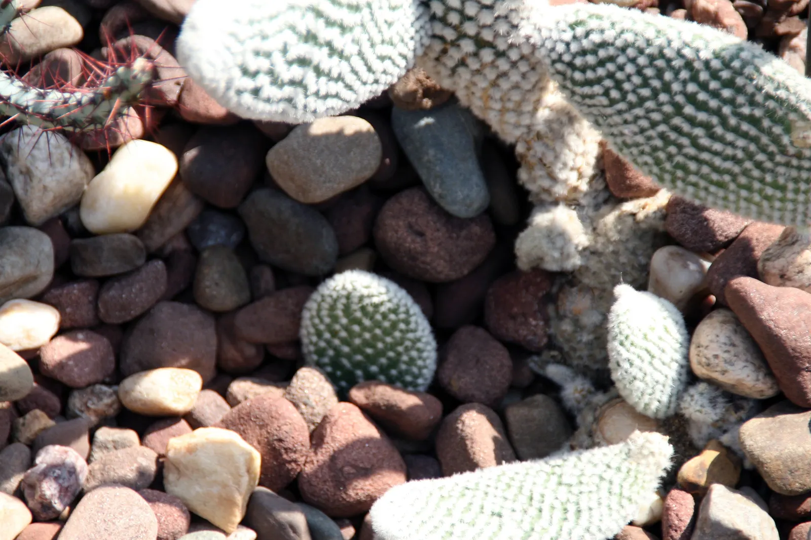 Yellow Bunny Ears, Goldplush Cactus (Opuntia Microdasys) — colloquially known as the Yellow Bunny Ears or Goldplush Cactus; cactus / shrub / succulent with