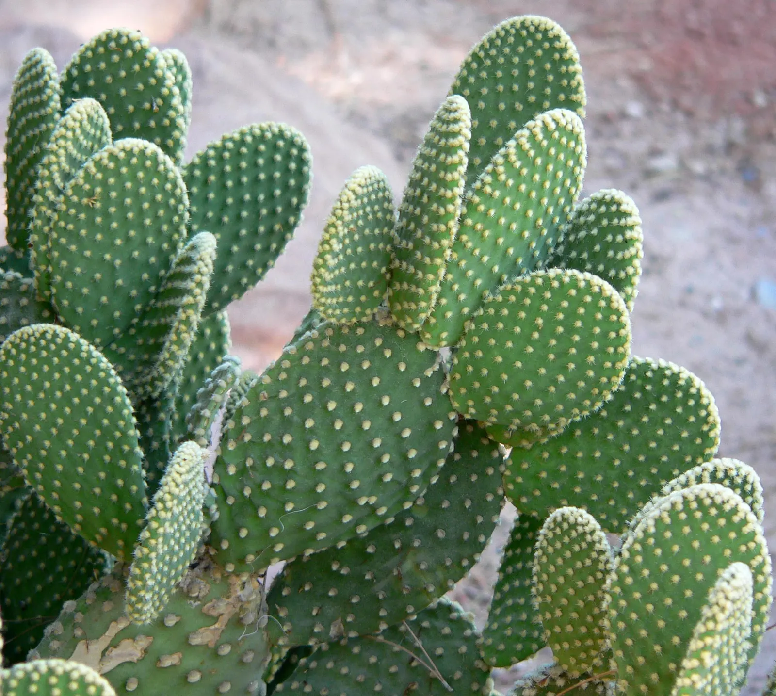 Yellow Bunny Ears, Goldplush Cactus (Opuntia Microdasys) — requiring minimal watering; handle with care to avoid irritating glochids