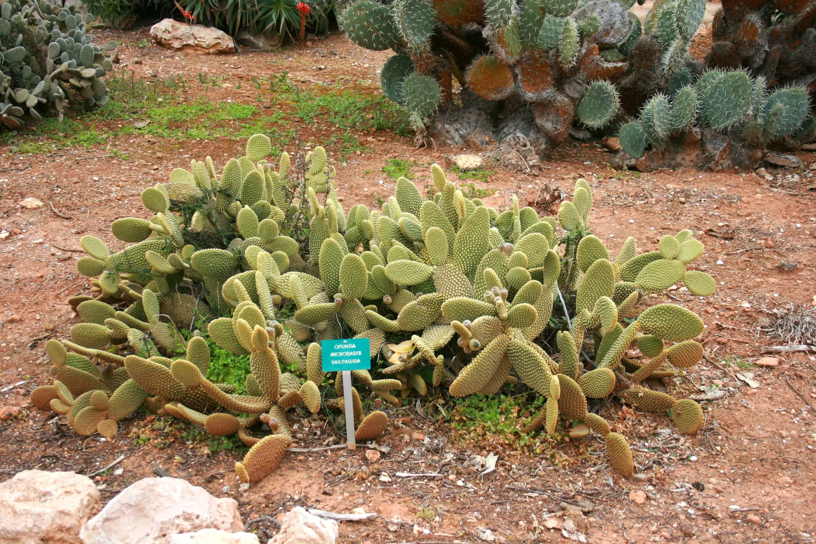 Yellow Bunny Ears, Goldplush Cactus (Opuntia Microdasys) — Requiring full sun, it thrives in well-draining sandy soil; cactus / shrub / succulent, image 57