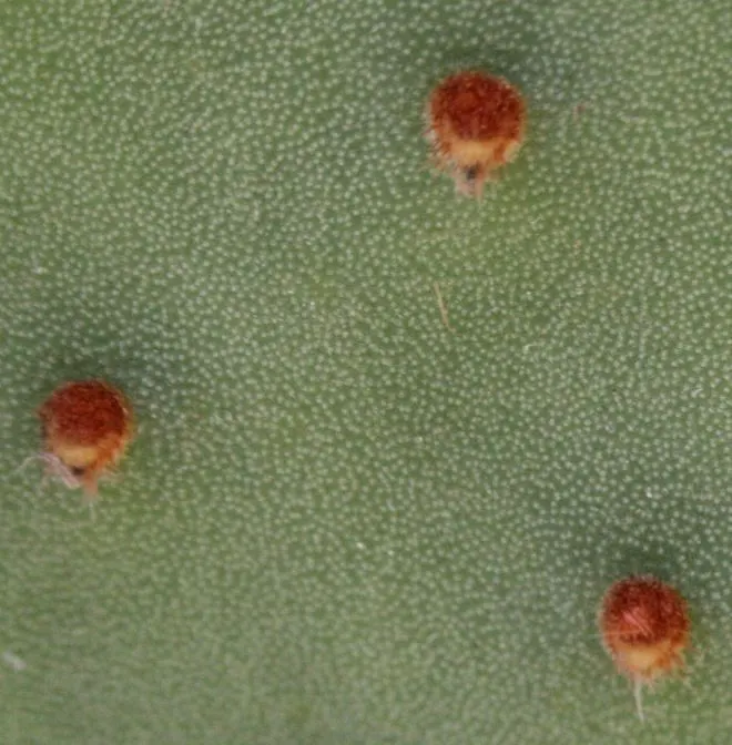 Yellow Bunny Ears, Goldplush Cactus (Opuntia Microdasys) — Ideal for xeriscapes, rock gardens, or as a potted accent