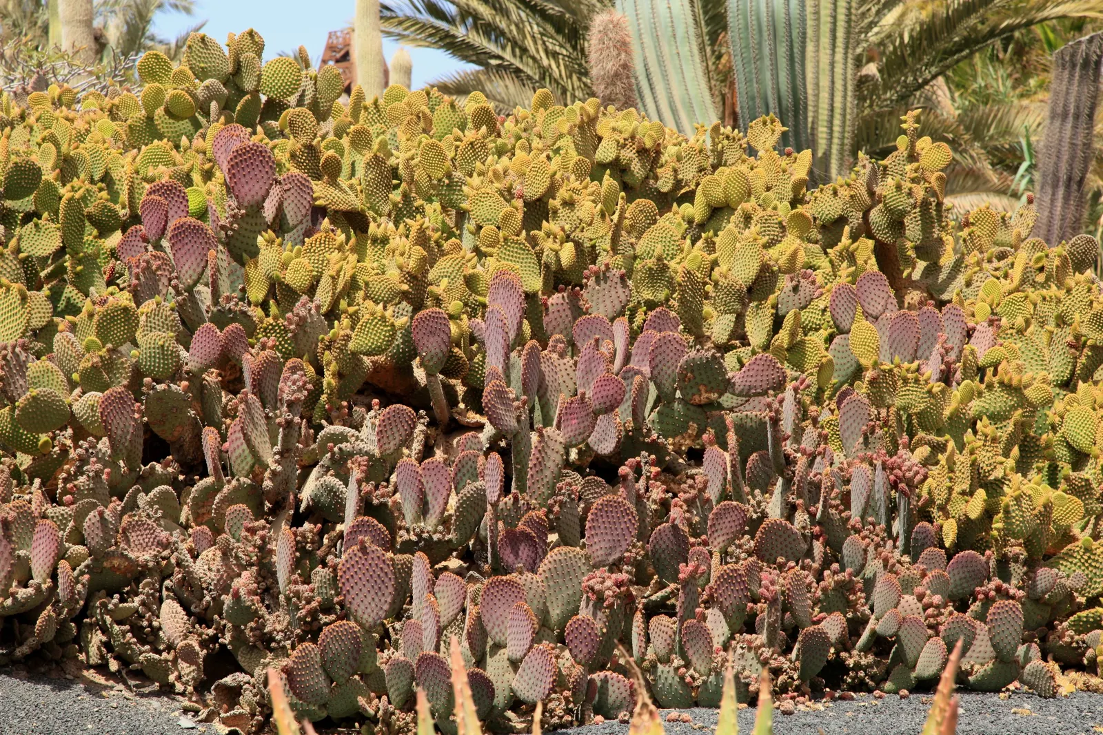 Yellow Bunny Ears, Goldplush Cactus (Opuntia Microdasys) — Ideal for xeriscapes, rock gardens, or as a potted accent; requiring full sun, it, image 78