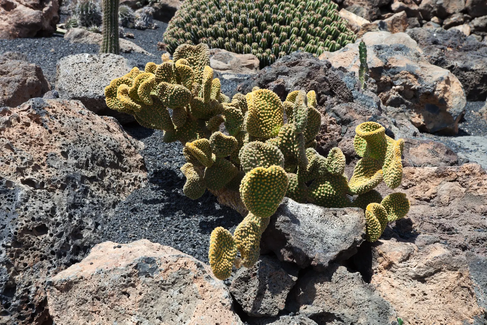 Yellow Bunny Ears, Goldplush Cactus (Opuntia Microdasys) — Characterized by its pad-like stems; ideal for xeriscapes, rock gardens, or as a potted accent