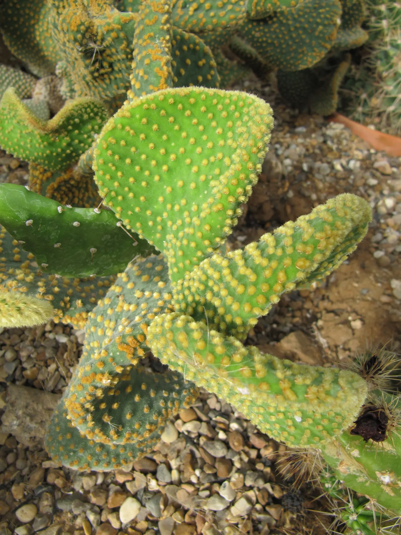 Yellow Bunny Ears, Goldplush Cactus (Opuntia Microdasys) — Hardy in USDA zones 9 to 11; this cactus grows in a branching