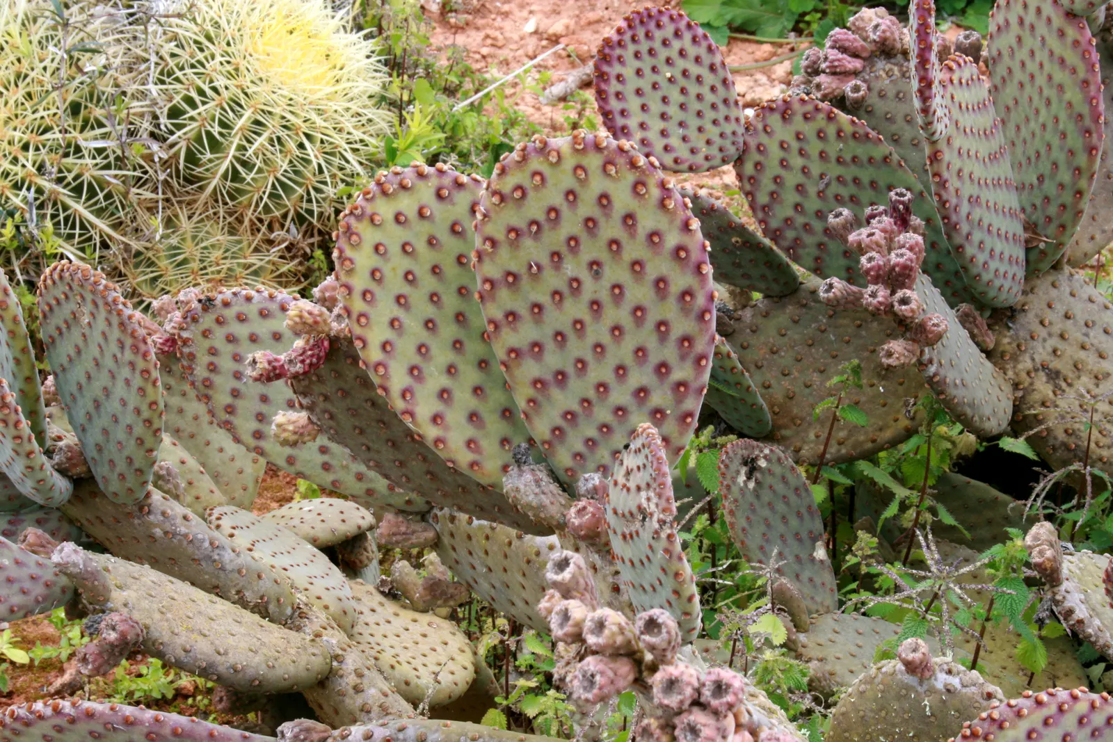 Yellow Bunny Ears, Goldplush Cactus (Opuntia Microdasys) — requiring minimal watering; handle with care to avoid irritating glochids, image 86