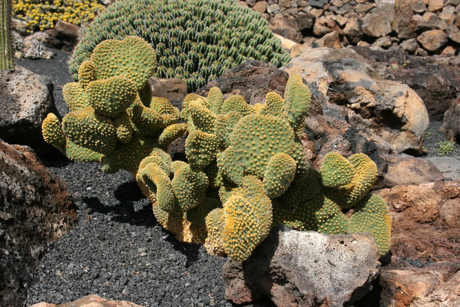 Yellow Bunny Ears, Goldplush Cactus (Opuntia Microdasys) — cactus / shrub / succulent with yellow blooms; colloquially known as the Yellow Bunny, image 71