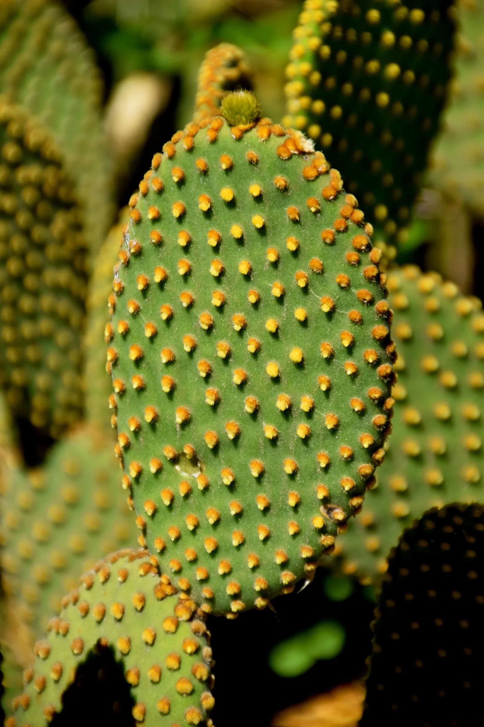 Yellow Bunny Ears, Goldplush Cactus (Opuntia Microdasys) — barbed bristles that easily detach and can irritate the skin upon contact; its pad-like, image 47