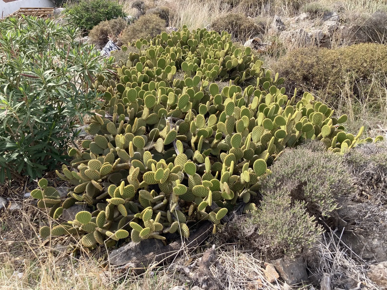 Yellow Bunny Ears, Goldplush Cactus (Opuntia Microdasys) — It is hardy in USDA zones 9 through 11 and displays a high tolerance for drought once, image 85