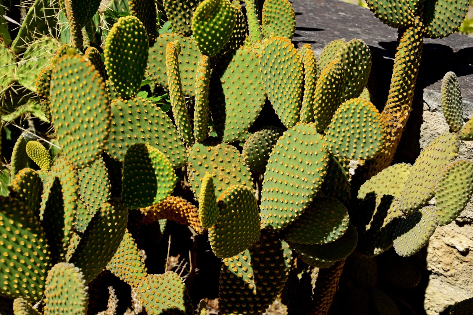 Yellow Bunny Ears, Goldplush Cactus (Opuntia Microdasys) — making it suitable for regions that experience hot and arid conditions; characterized by, image 66