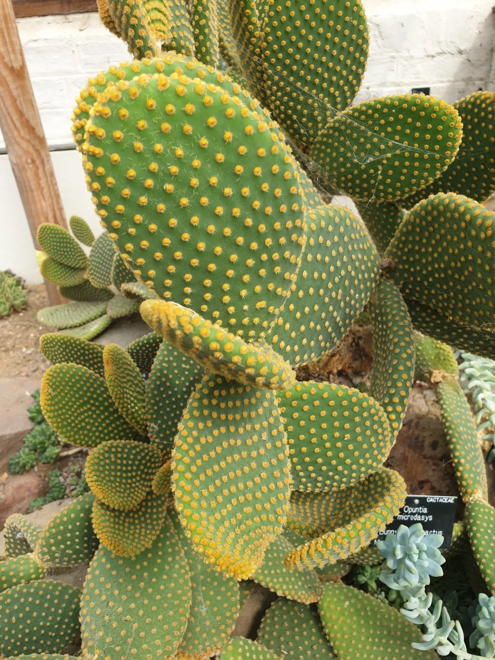Yellow Bunny Ears, Goldplush Cactus (Opuntia Microdasys) — cactus / shrub / succulent for full or half