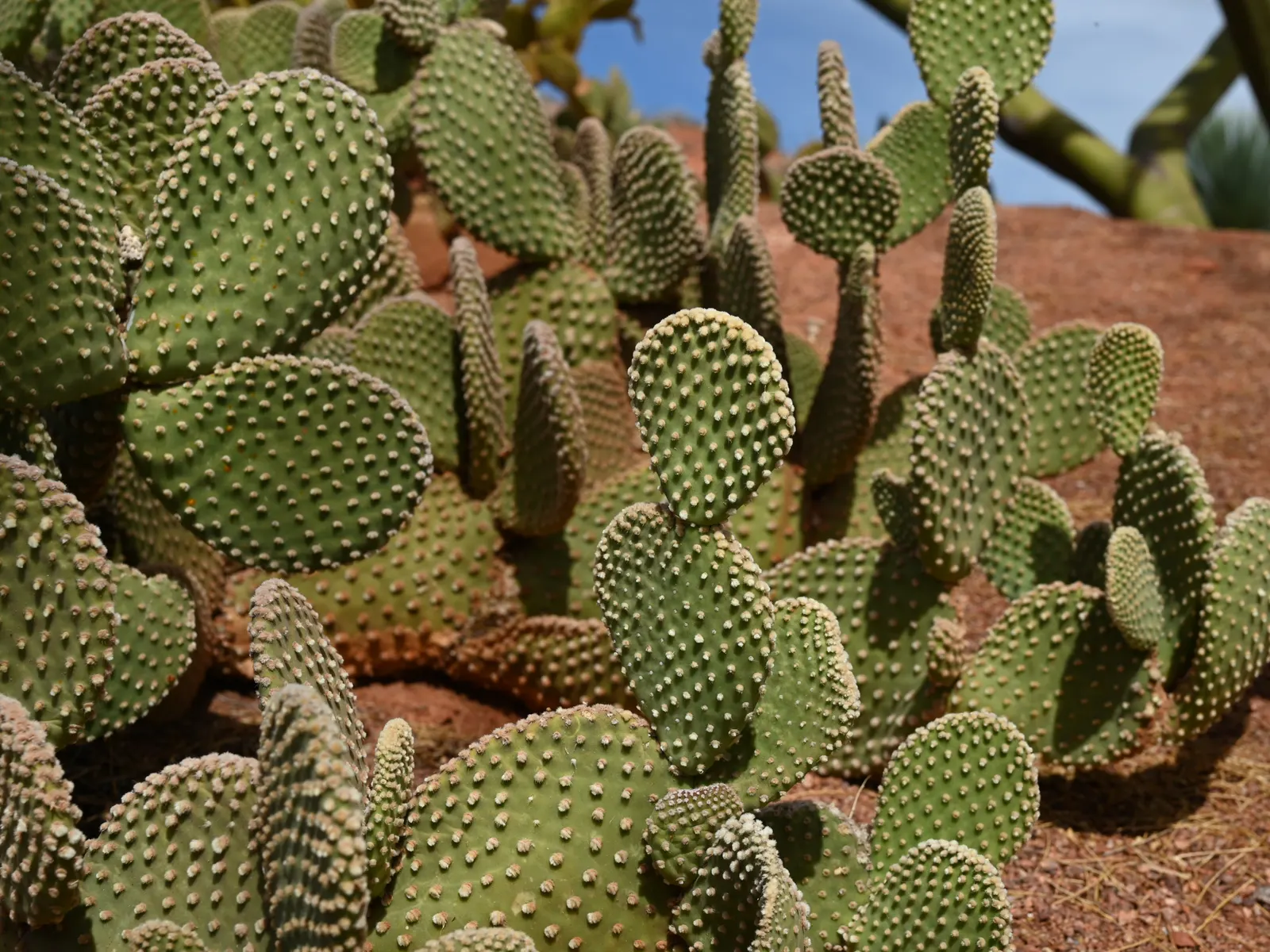 Yellow Bunny Ears, Goldplush Cactus (Opuntia Microdasys) — Handle with care to avoid irritating glochids; requiring minimal watering, image 41