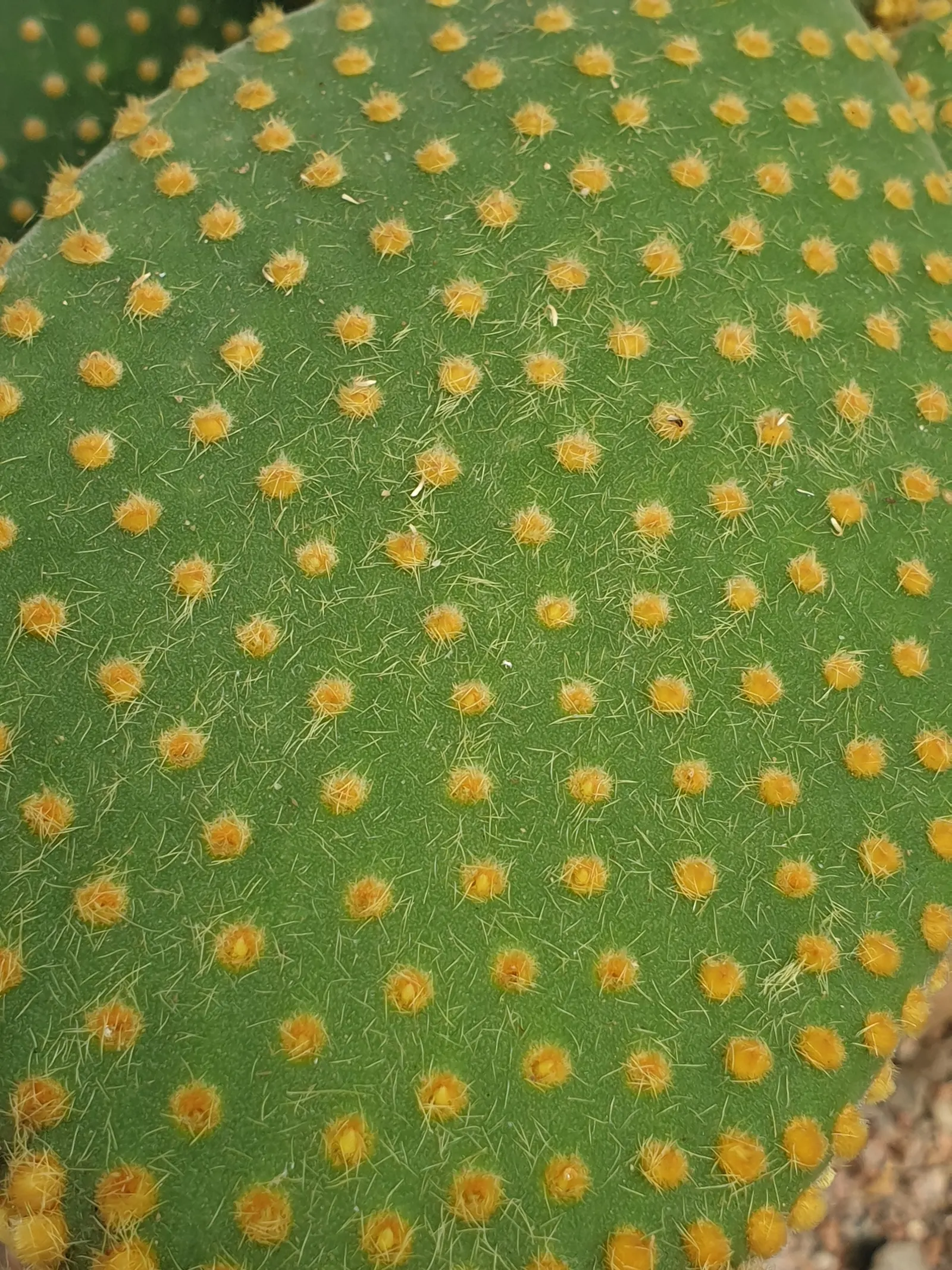 Yellow Bunny Ears, Goldplush Cactus (Opuntia Microdasys) — barbed bristles that easily detach and can irritate the skin upon contact; its pad-like, image 83