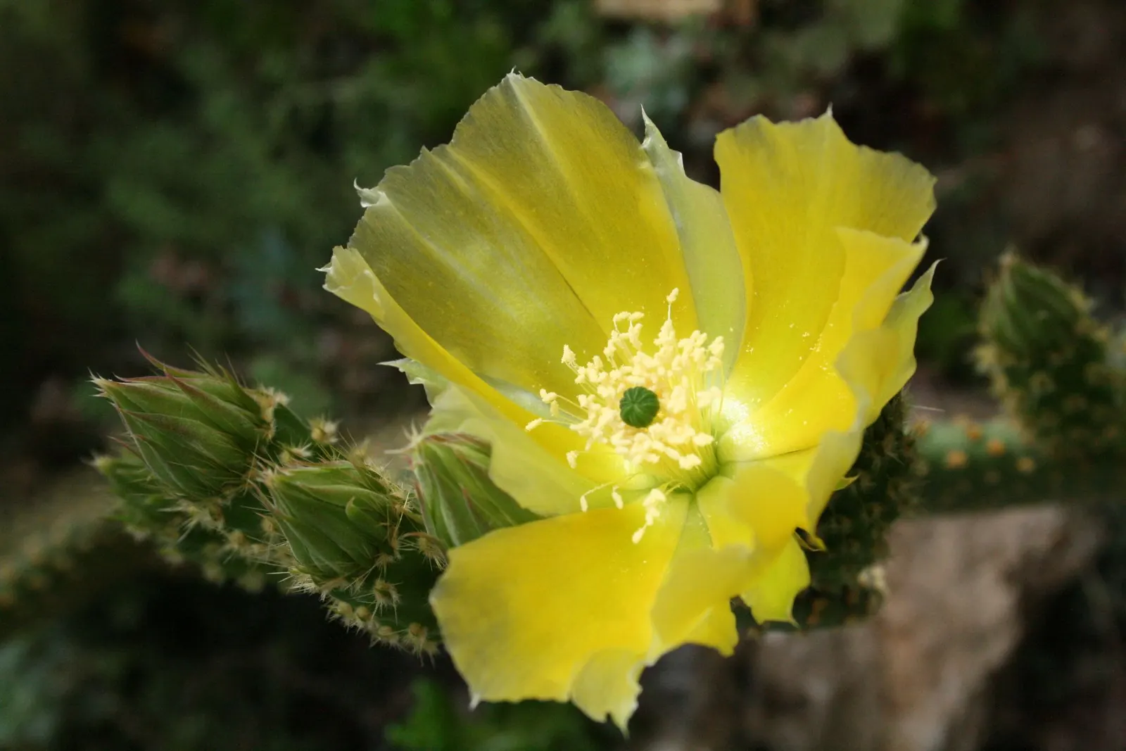 Yellow Bunny Ears, Goldplush Cactus (Opuntia Microdasys) — Hardy in USDA zones 9 to 11; this cactus grows in a branching, image 79
